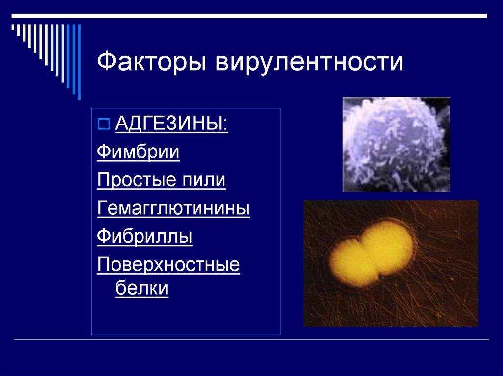 Факторы вирулентности