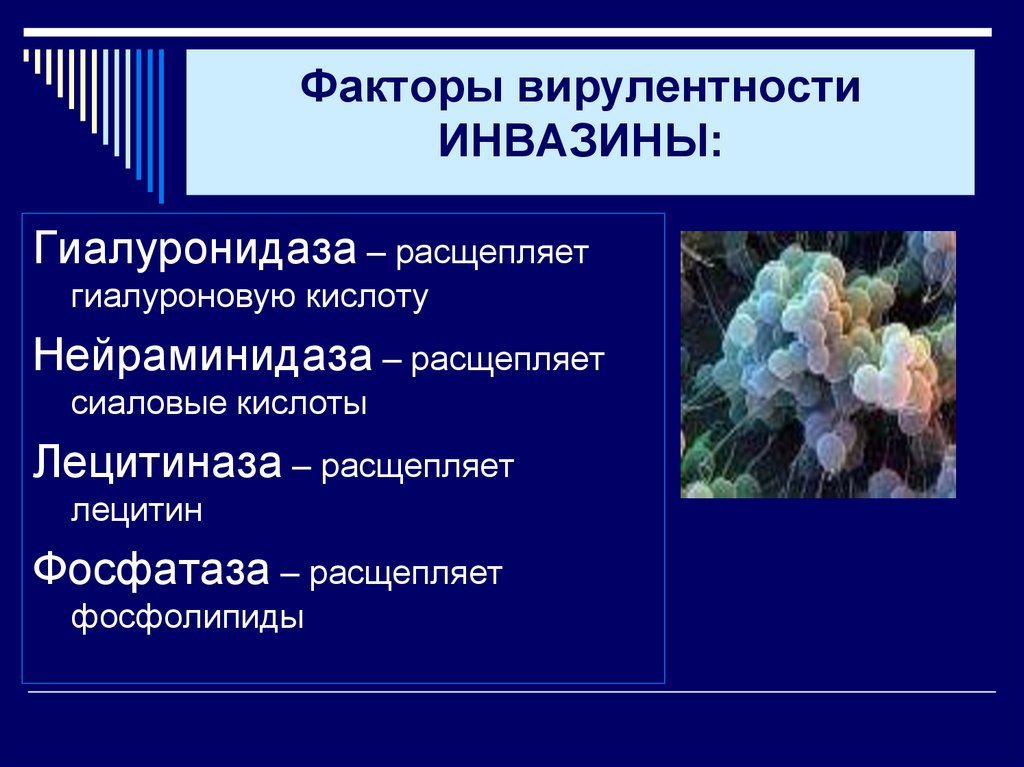 Факторы вирулентности ИНВАЗИНЫ: