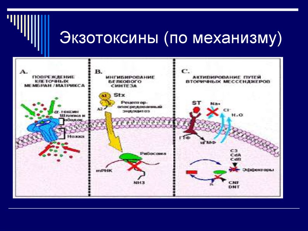 Экзотоксины (по механизму)