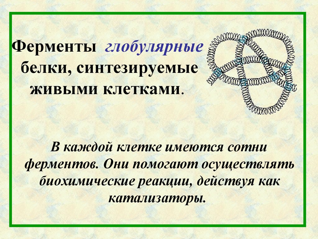Ферменты глобулярные белки, синтезируемые живыми клетками.