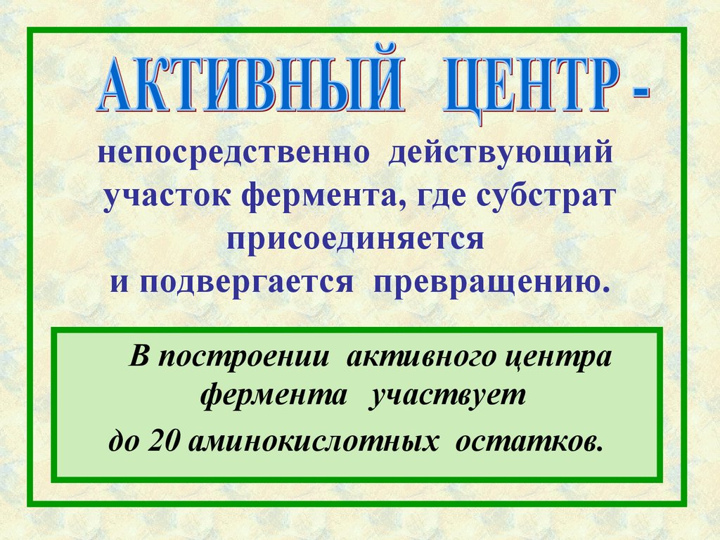 непосредственно действующий участок фермента, где субстрат присоединяется и подвергается превращению.