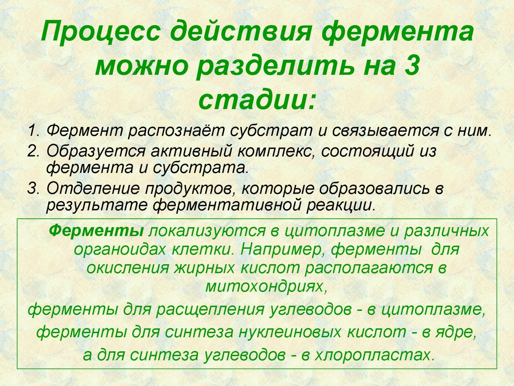 Процесс действия фермента можно разделить на 3 стадии: