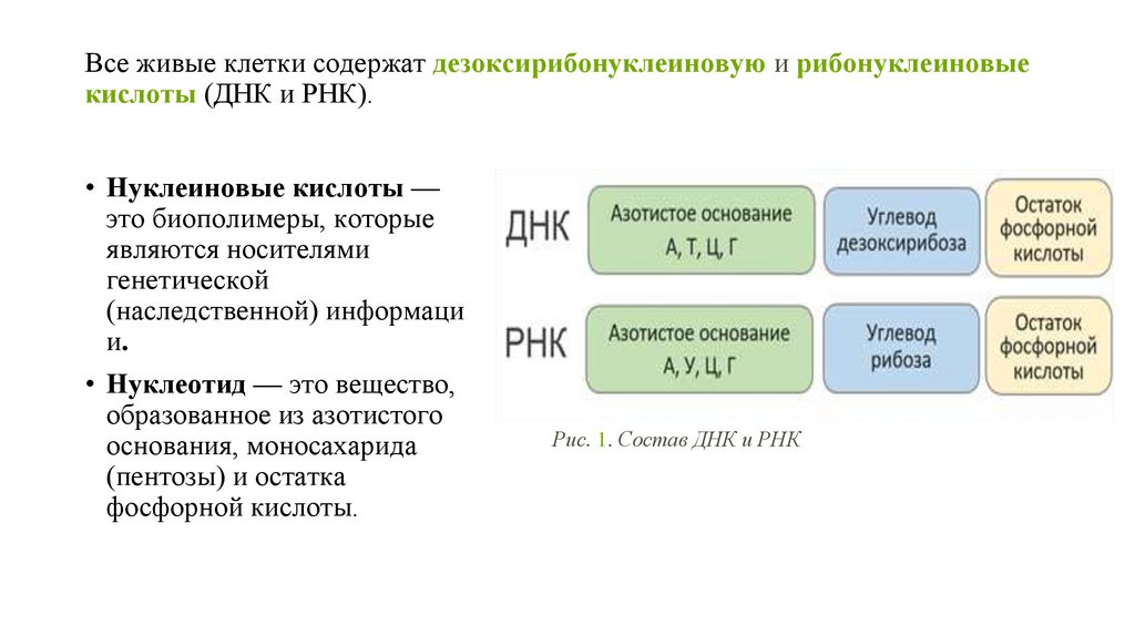 Все живые клетки содержат дезоксирибонуклеиновую и рибонуклеиновые кислоты (ДНК и РНК).