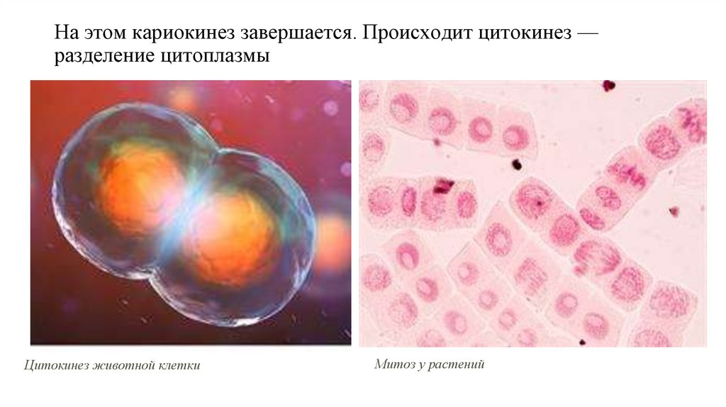 На этом кариокинез завершается. Происходит цитокинез — разделение цитоплазмы