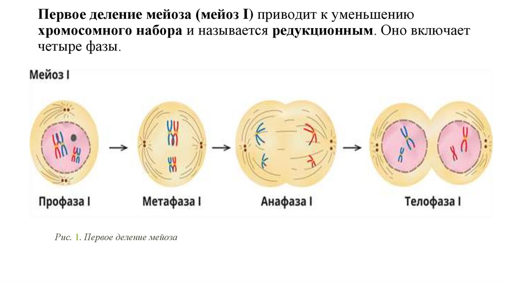 Первое деление мейоза (мейоз I) приводит к уменьшению хромосомного набора и называется редукционным. Оно включает четыре фазы.