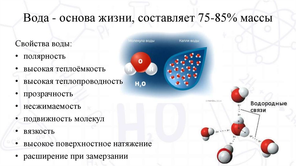 Вода - основа жизни, составляет 75-85% массы клетки.