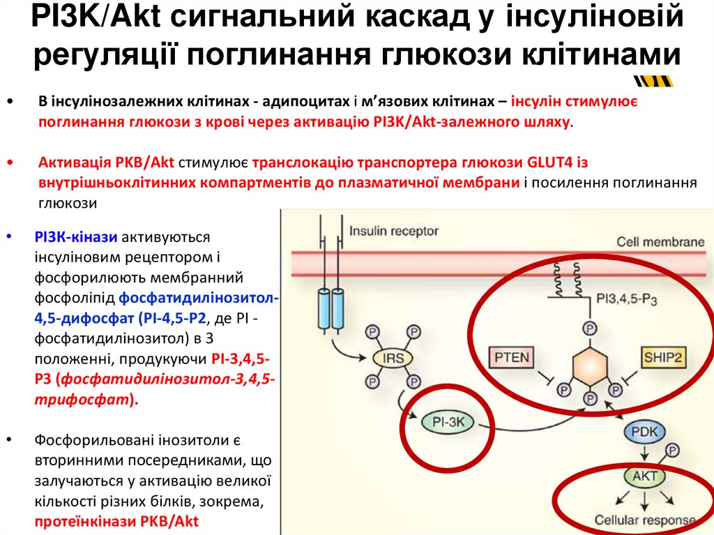 PI3K/Akt сигнальний каскад у інсуліновій регуляції поглинання глюкози клітинами