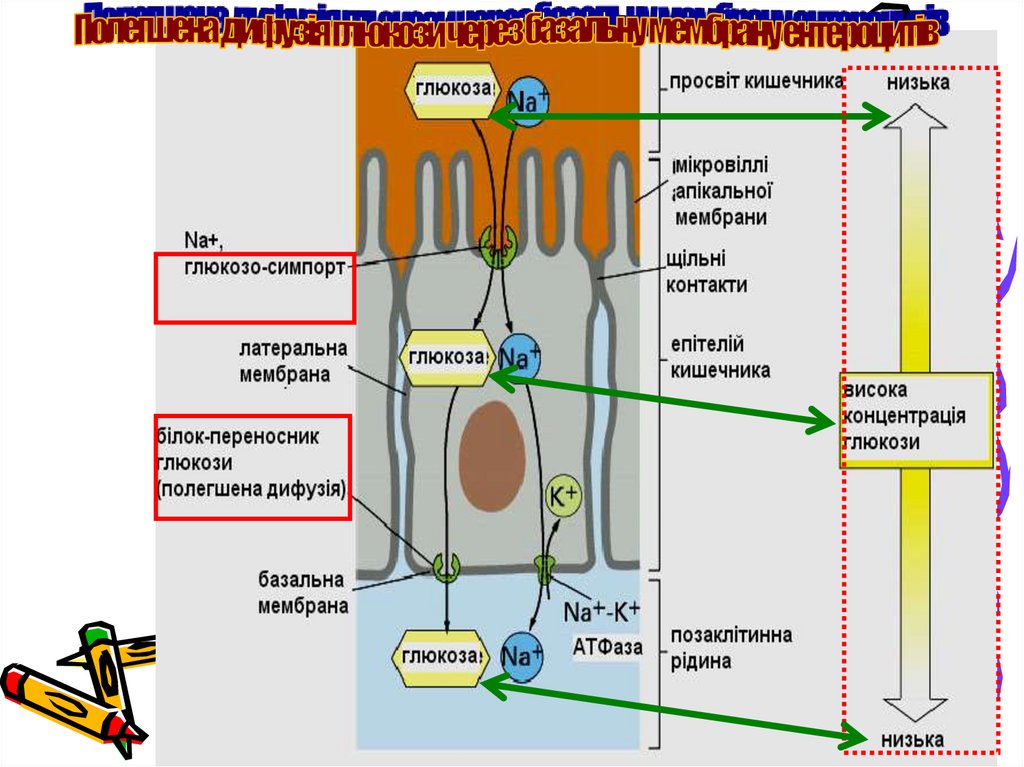 Біохімічні основи порушення перетворення вуглеводів у ШКТ та їх всмоктування