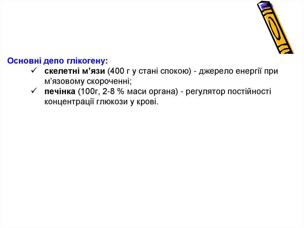 Основні ферменти синтезу глікогену
