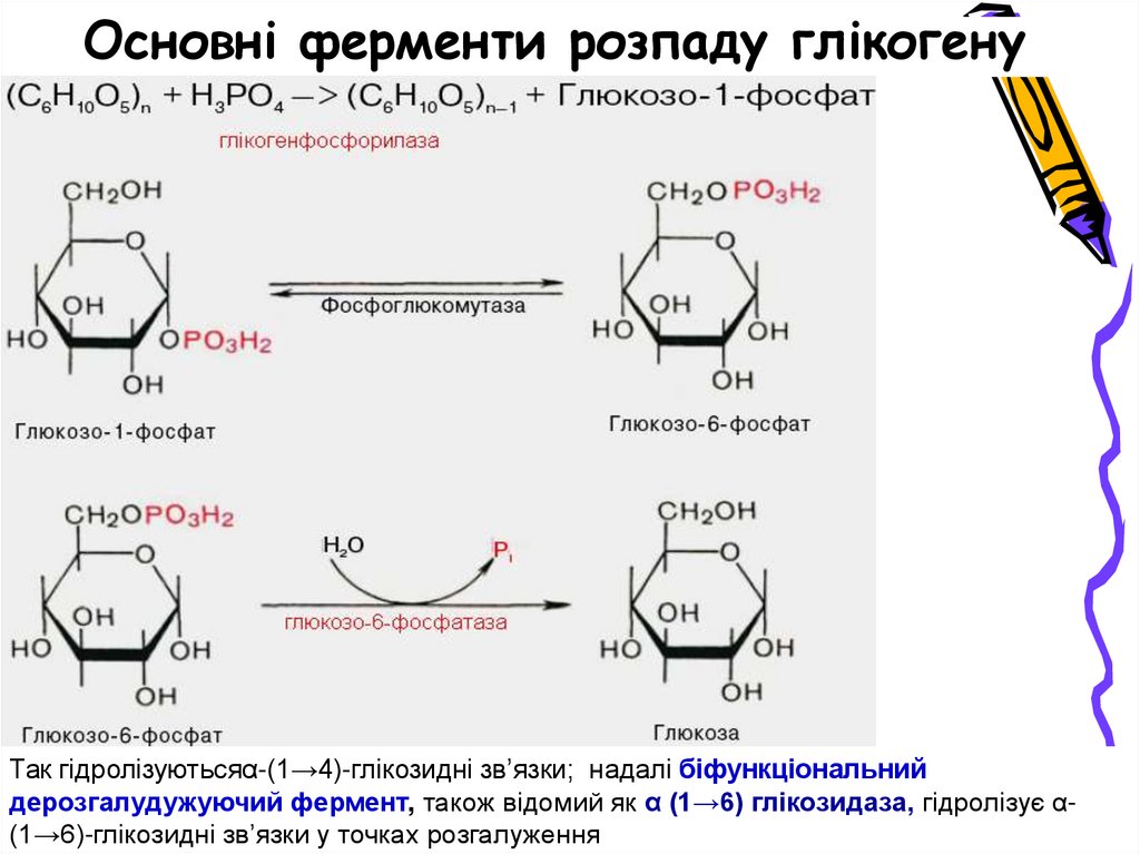 Регуляція синтезу глікогену