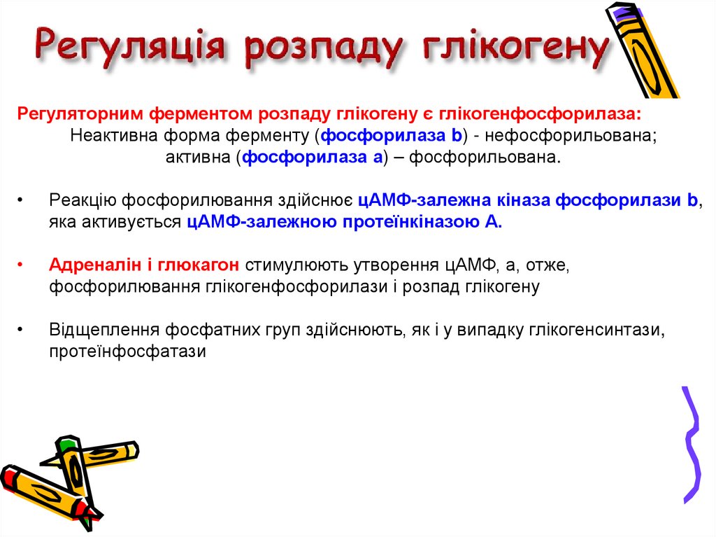 Основні ферменти розпаду глікогену