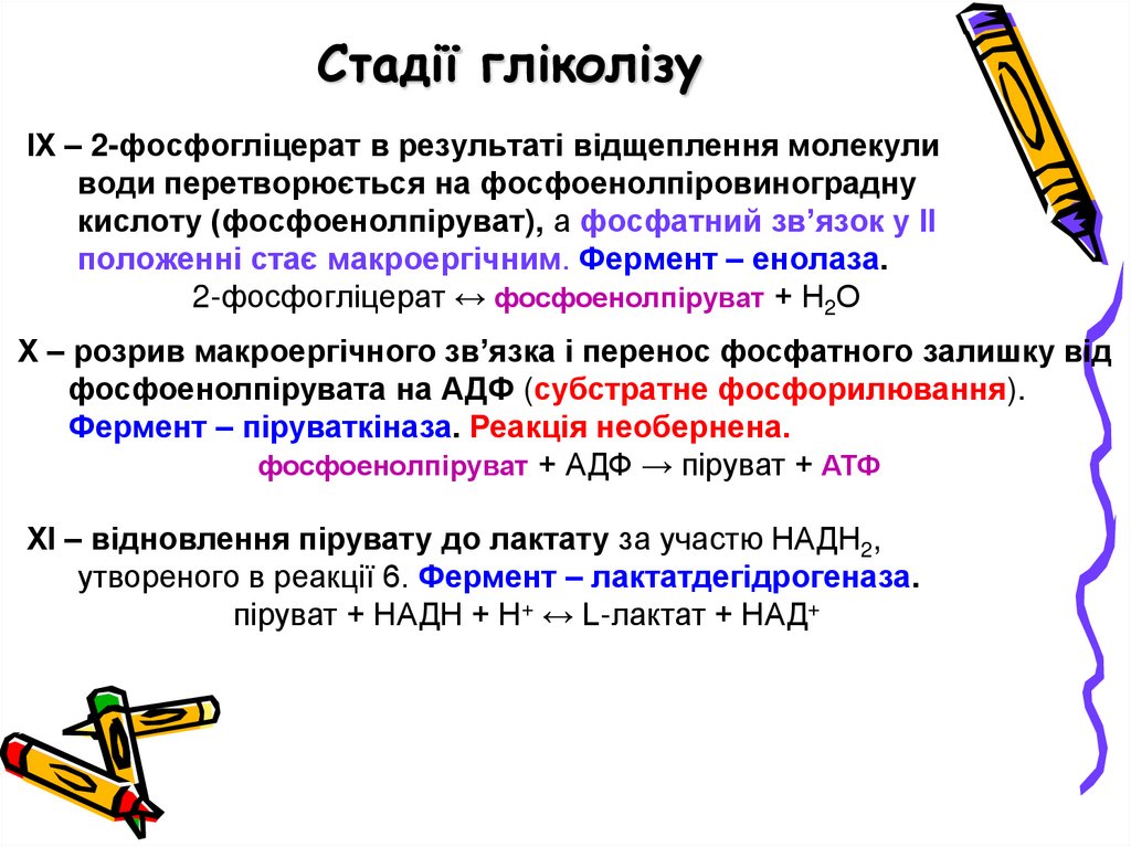 Стадії гліколізу