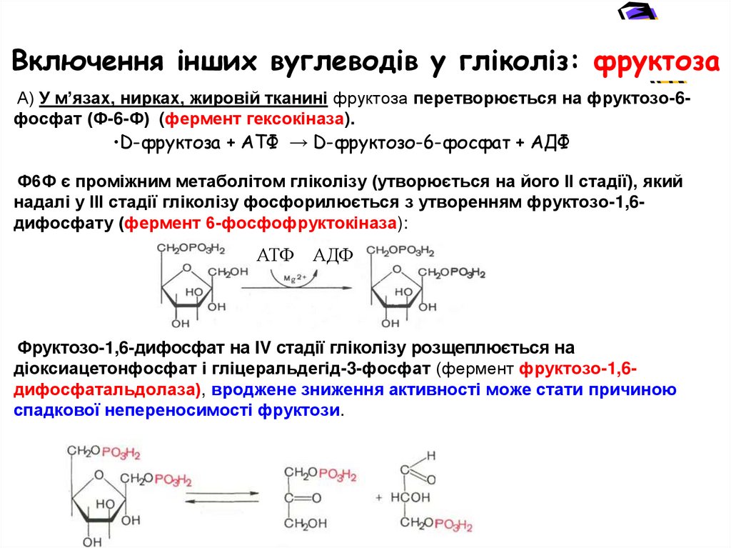 Біологічне значення гліколізу