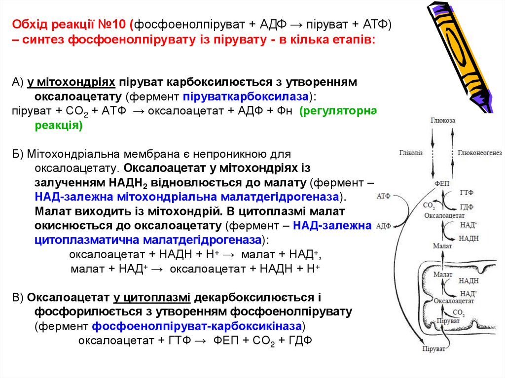 Глюконеогенез