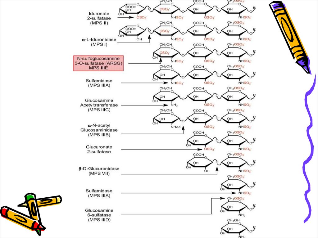 Мукополісахаридози