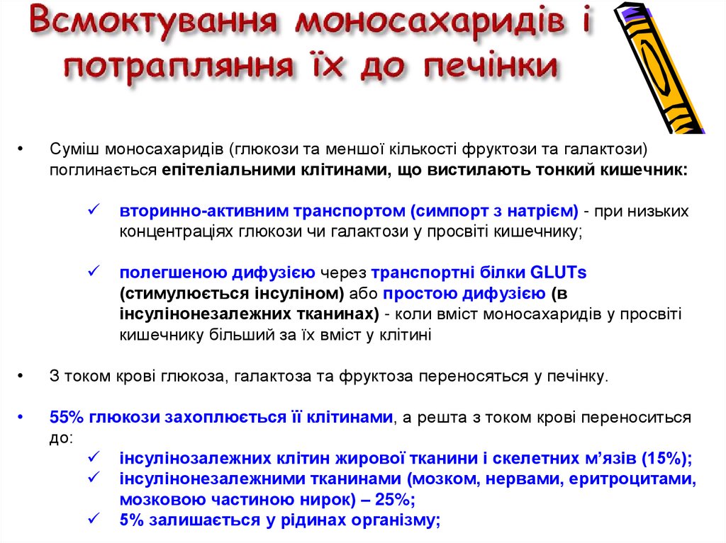 Всмоктування моносахаридів і потрапляння їх до печінки