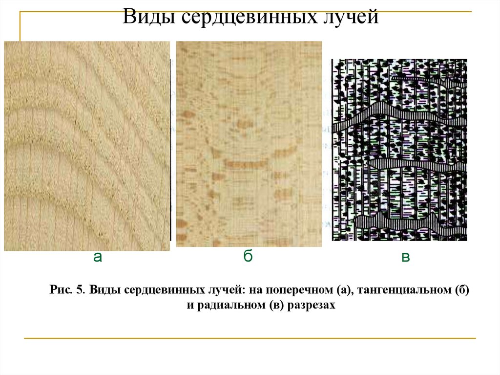 Виды сердцевинных лучей