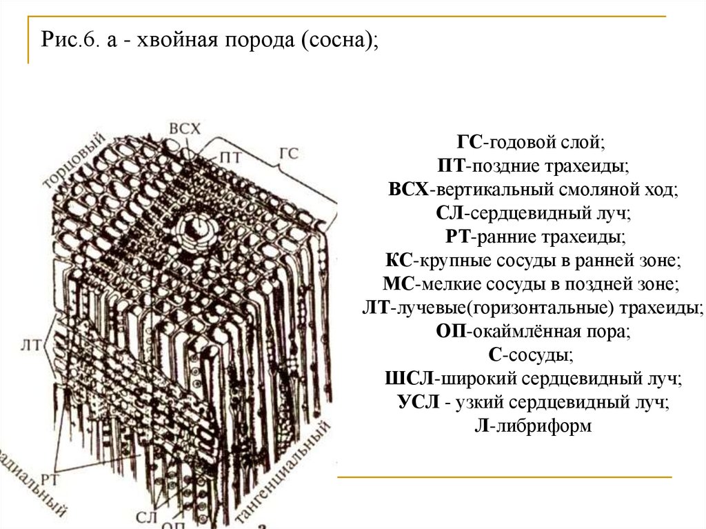 Рис.6. а - хвойная порода (сосна);