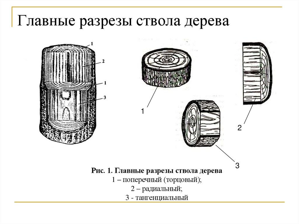 Главные разрезы ствола дерева