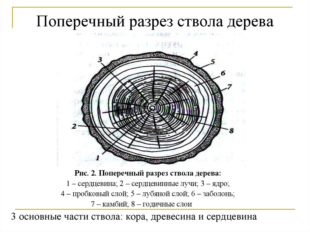 Поперечный разрез ствола дерева
