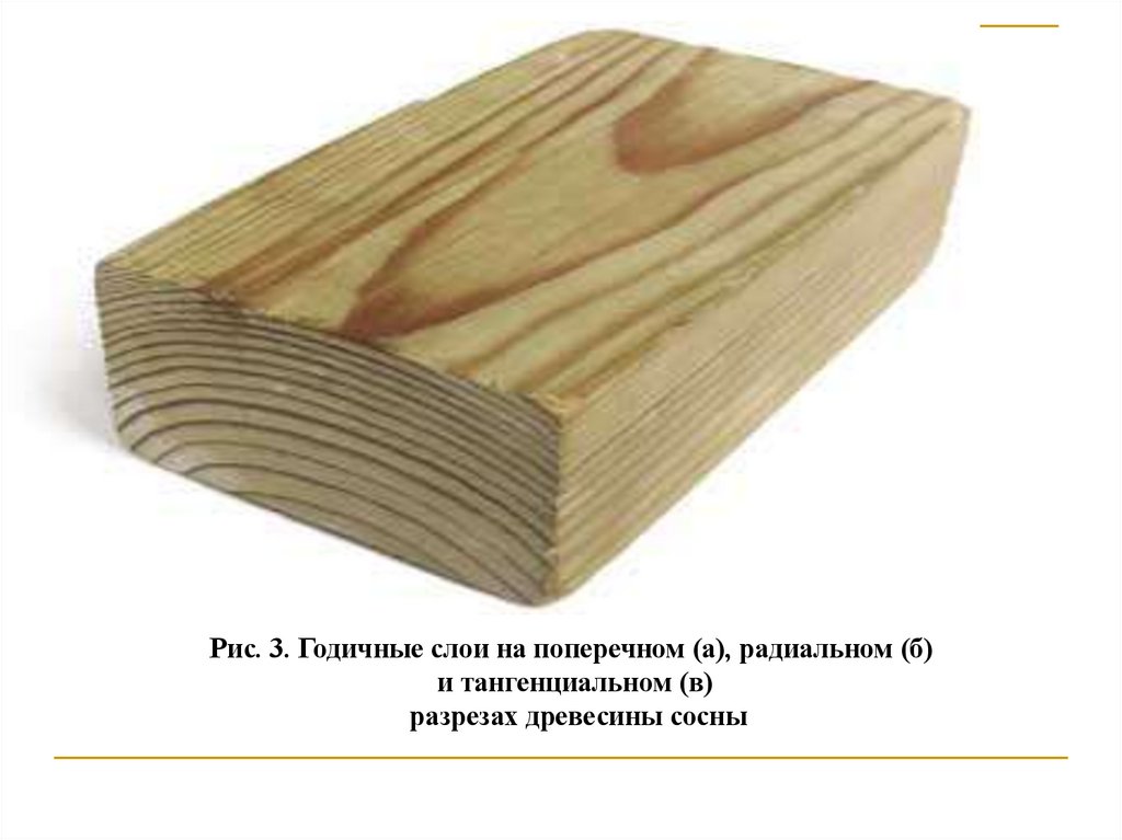 Годичные слои древесины