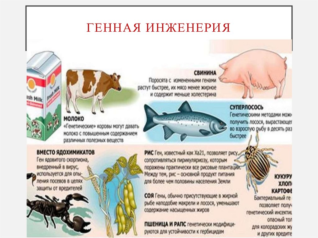 генная инженерия