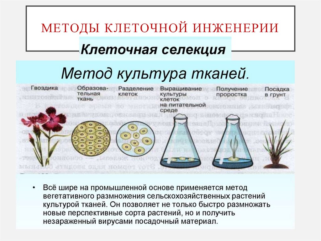 Методы клеточной инженерии