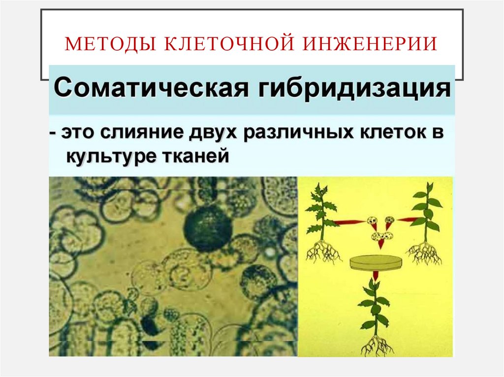 Методы клеточной инженерии