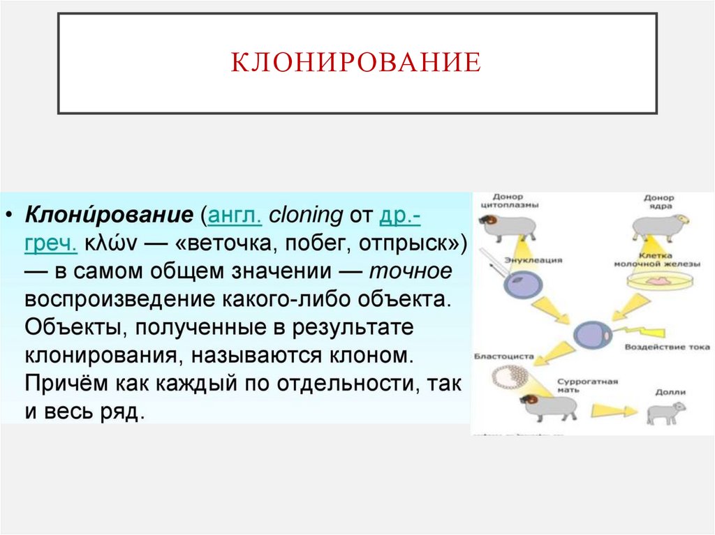клонирование