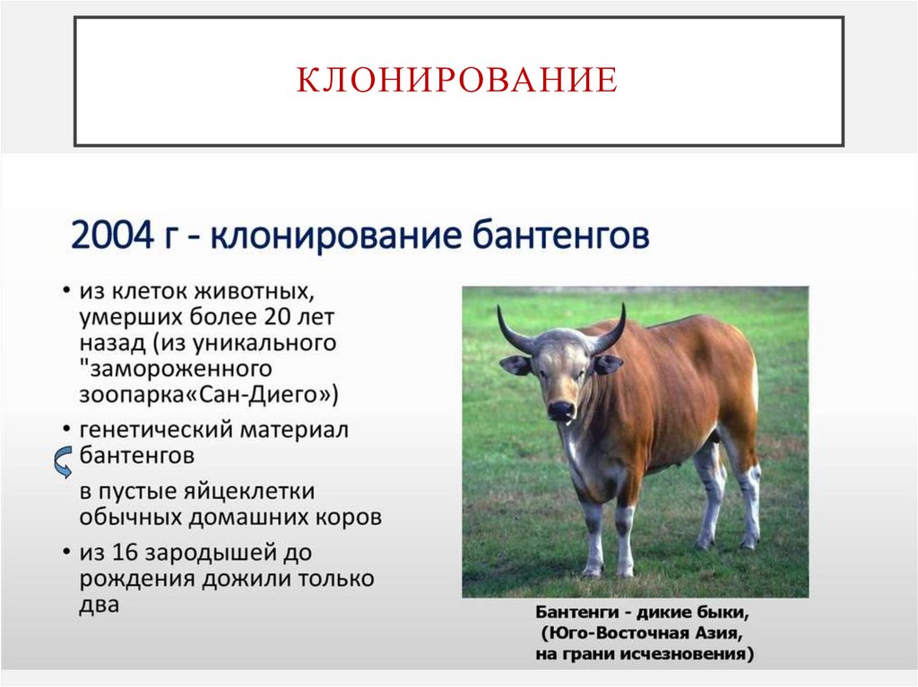 клонирование