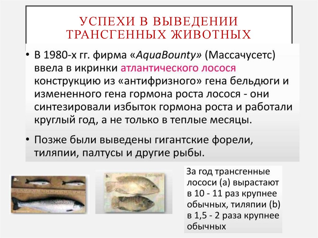 Успехи в выведении трансгенных животных