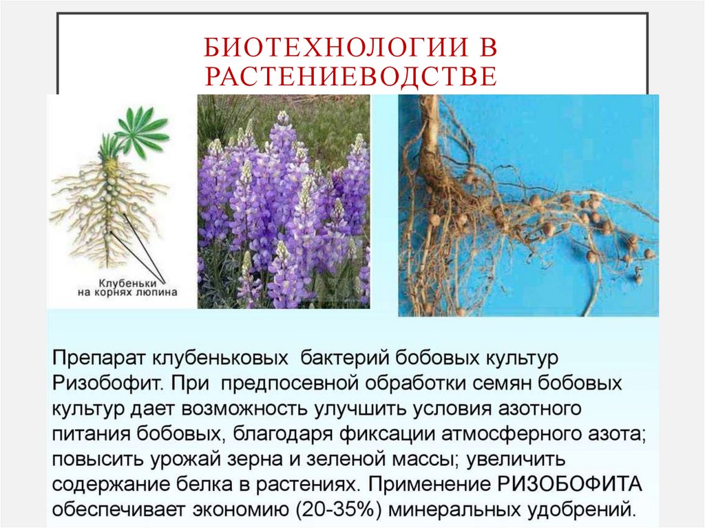 Биотехнологии в растениеводстве