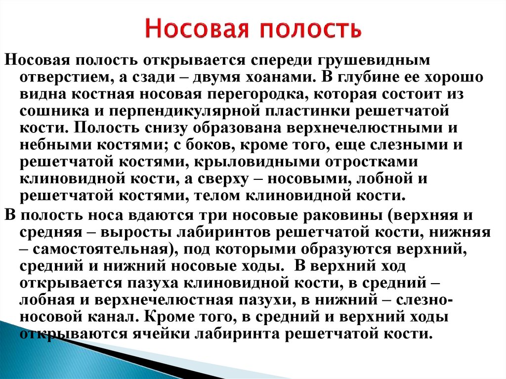 Носовая полость
