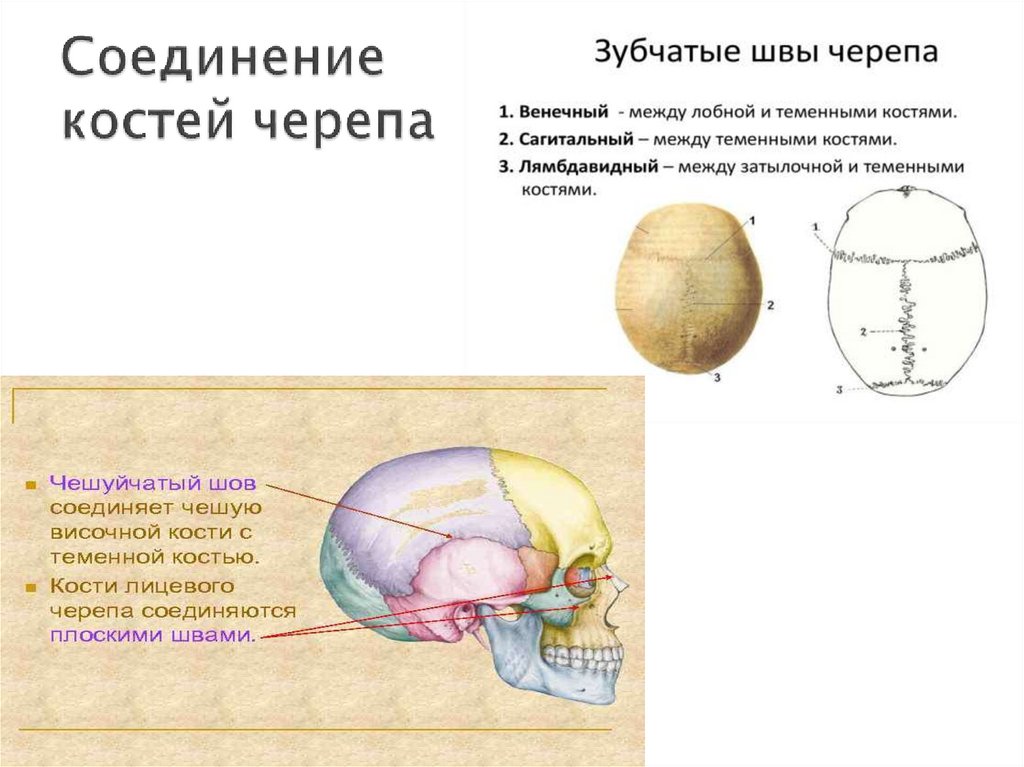 Соединение костей черепа