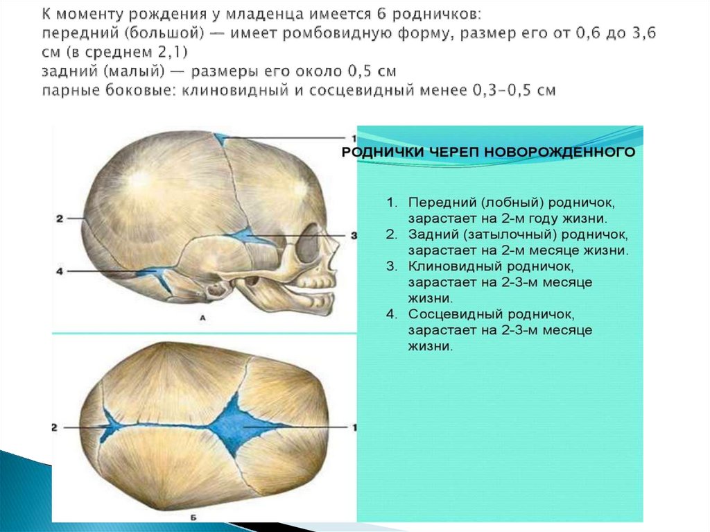 К моменту рождения у младенца имеется 6 родничков: передний (большой) — имеет ромбовидную форму, размер его от 0,6 до 3,6 см (в