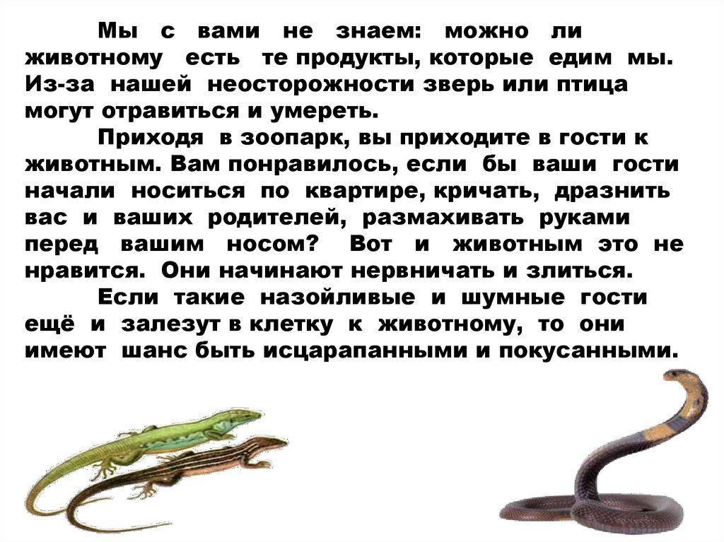 Мы с вами не знаем: можно ли животному есть те продукты, которые едим мы. Из-за нашей неосторожности зверь или птица могут