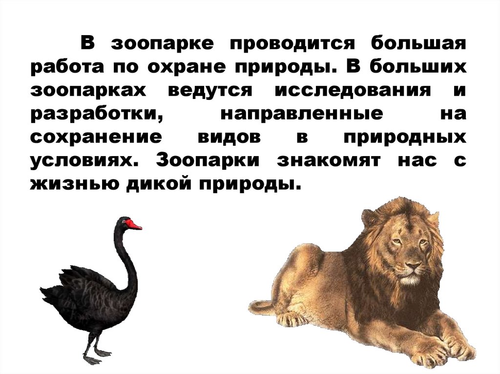 В зоопарке проводится большая работа по охране природы. В больших зоопарках ведутся исследования и разработки, направленные на