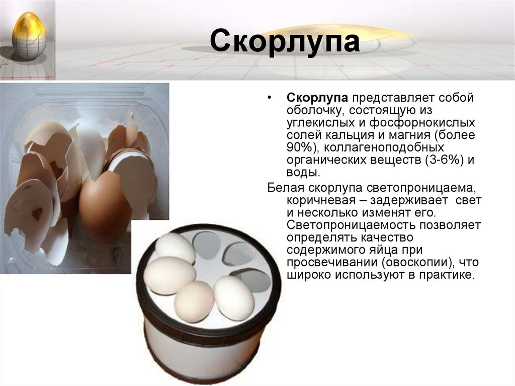 Скорлупа