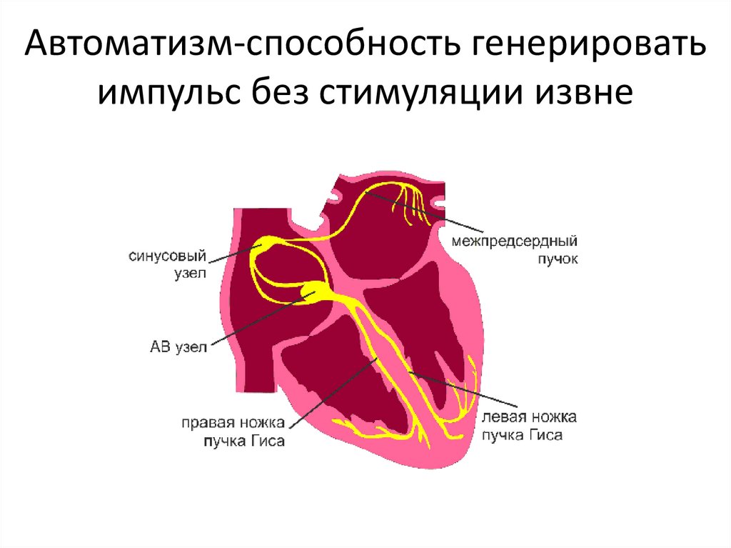 Автоматизм-способность генерировать импульс без стимуляции извне