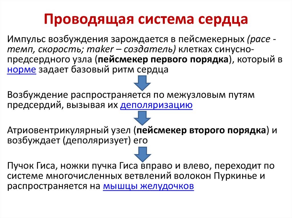 Проводящая система сердца