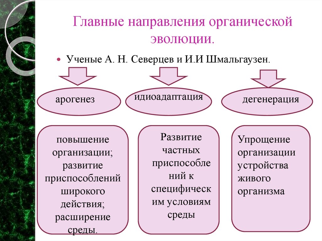 Главные направления органической эволюции.