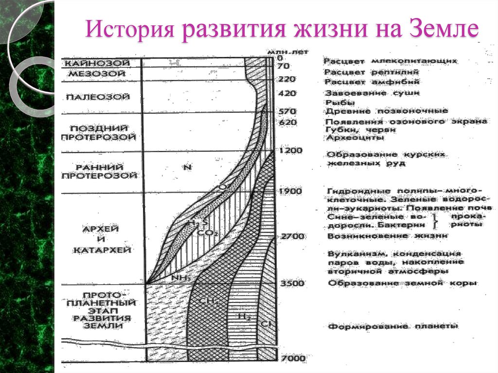 История развития жизни на Земле