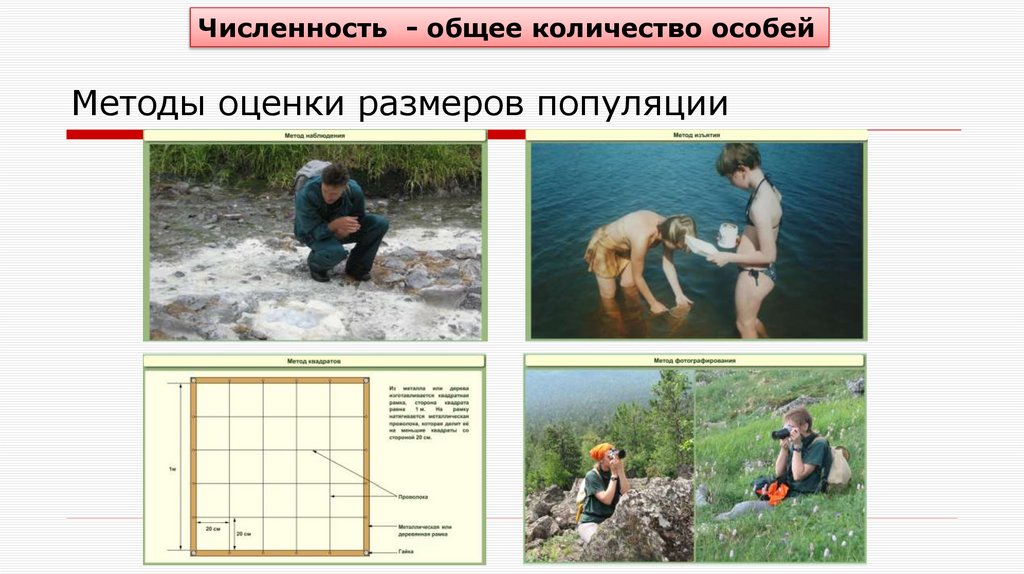 Методы оценки размеров популяции