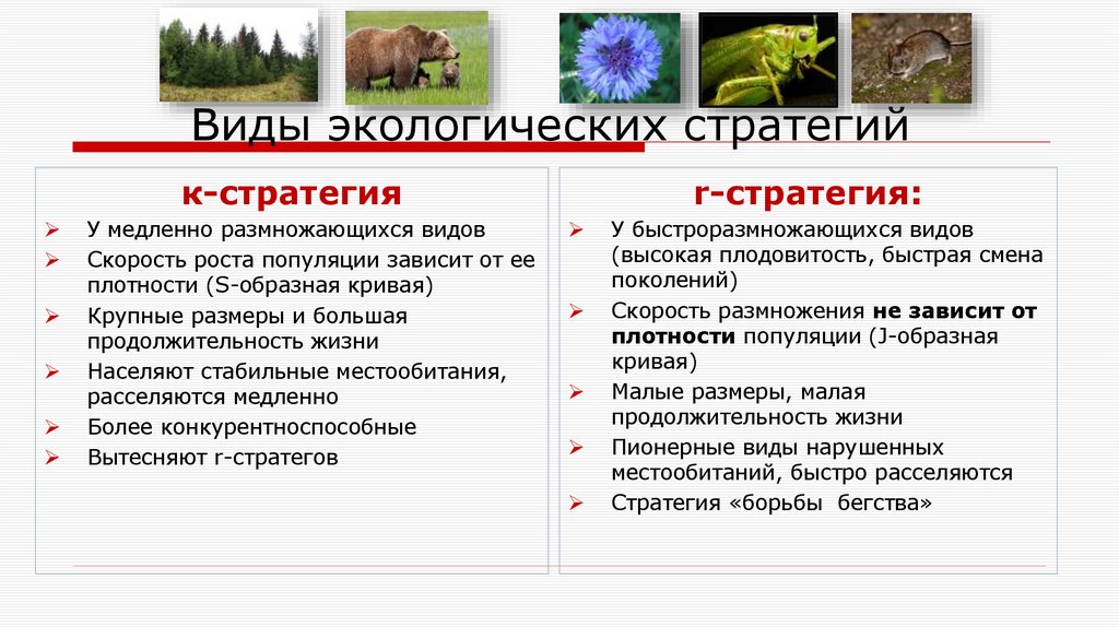 Виды экологических стратегий