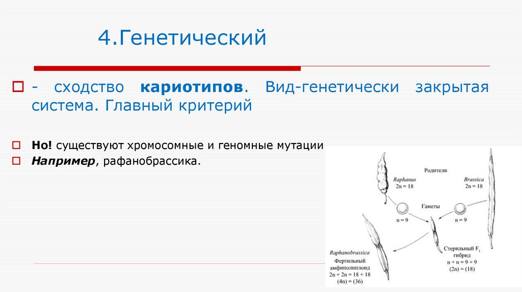 4.Генетический