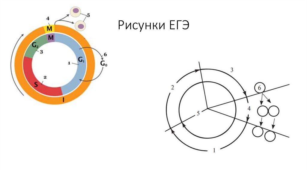 Рисунки ЕГЭ