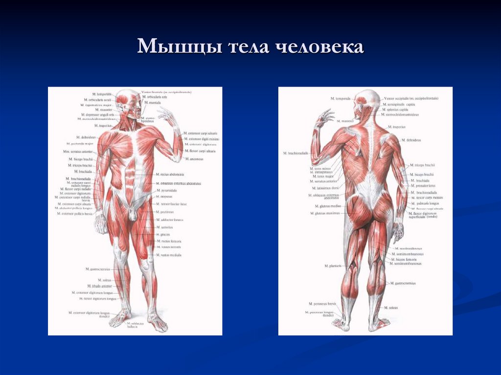 Мышцы тела человека