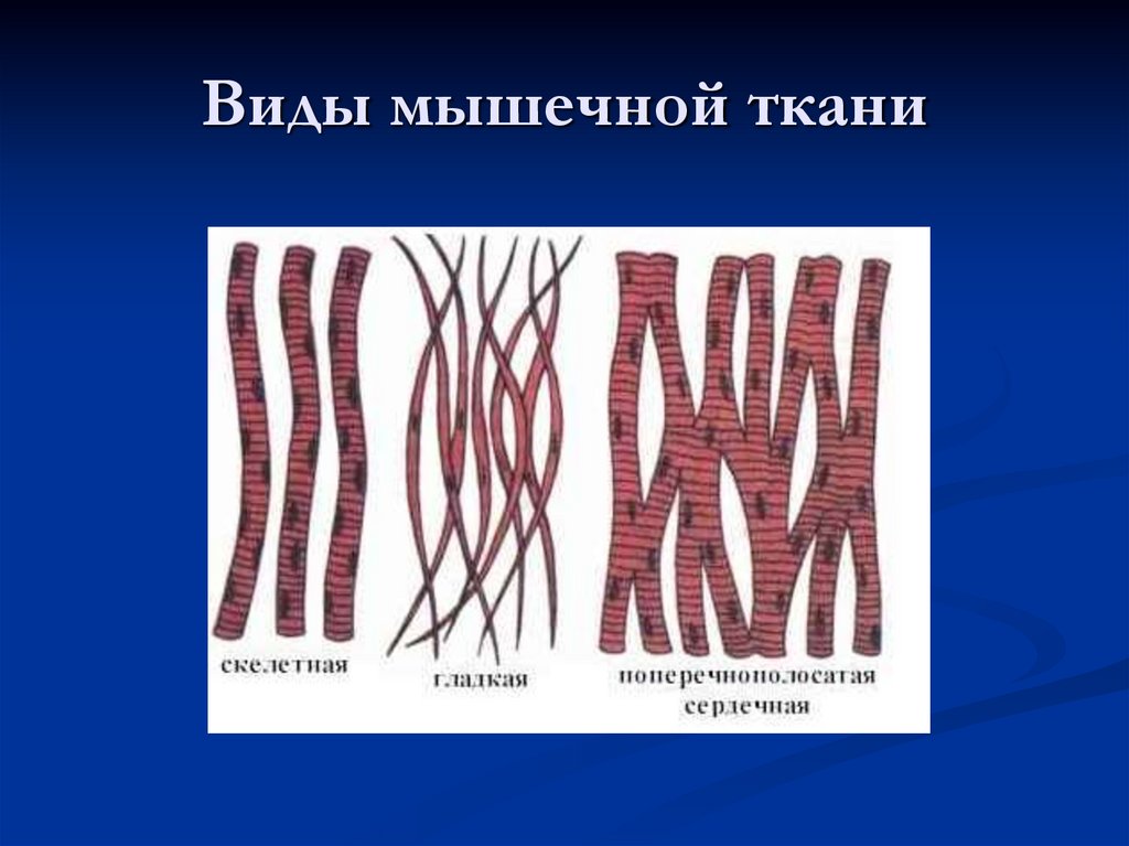Виды мышечной ткани