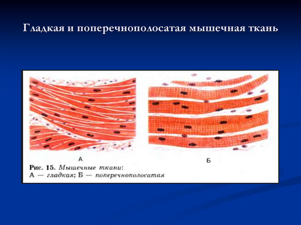 Гладкая и поперечнополосатая мышечная ткань