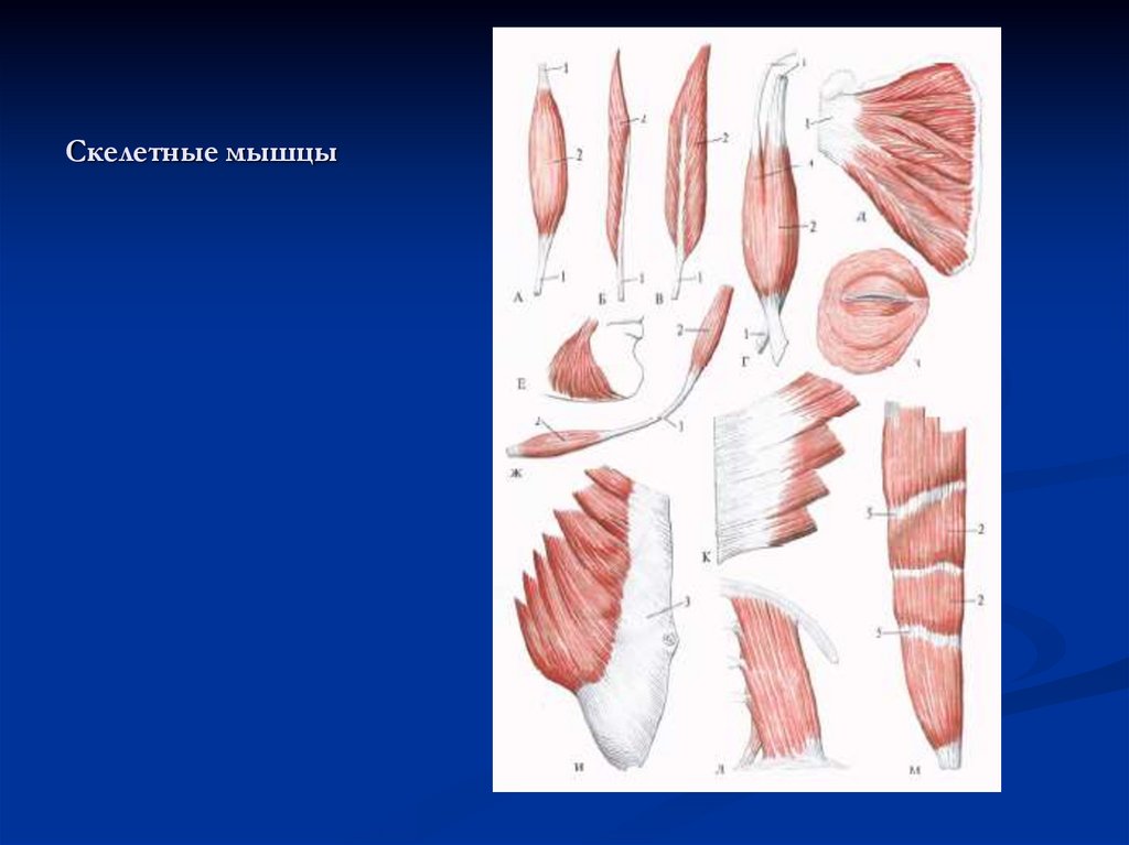Скелетные мышцы